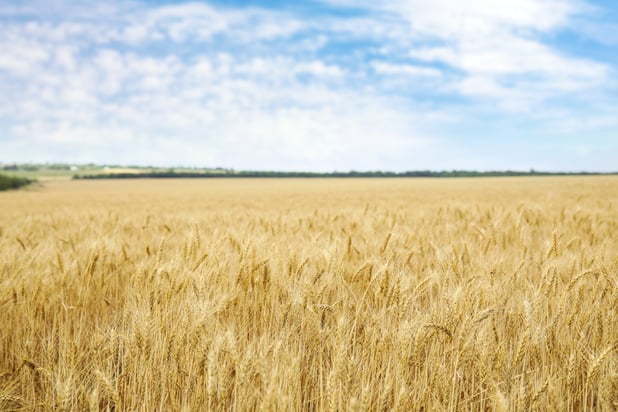 field-of-grain-for-gleaning